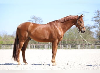 KWPN, Caballo castrado, 12 años, 176 cm, Alazán