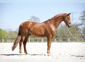 KWPN, Caballo castrado, 12 años, 176 cm, Alazán