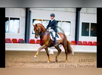 KWPN, Caballo castrado, 12 años, 176 cm, Alazán