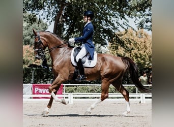 KWPN, Caballo castrado, 12 años, 176 cm, Alazán