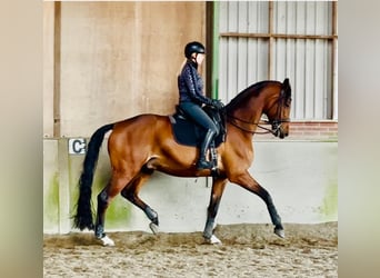 KWPN, Caballo castrado, 12 años, 176 cm, Castaño