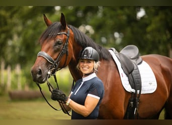 KWPN, Caballo castrado, 12 años, 176 cm, Castaño