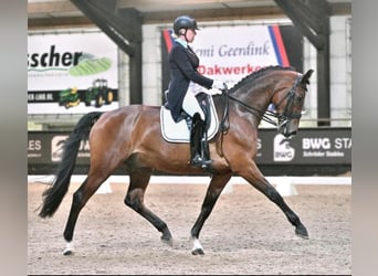 KWPN, Caballo castrado, 12 años, 176 cm, Castaño