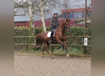 KWPN, Caballo castrado, 12 años, 177 cm, Alazán-tostado