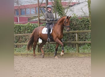 KWPN, Caballo castrado, 12 años, 177 cm, Alazán-tostado