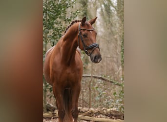 KWPN, Caballo castrado, 12 años, 177 cm, Alazán-tostado