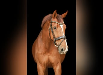 KWPN, Caballo castrado, 12 años, 179 cm, Alazán