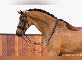 KWPN, Caballo castrado, 12 años, Alazán-tostado