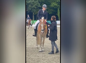 KWPN, Caballo castrado, 13 años, 155 cm, Bayo