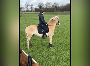 KWPN, Caballo castrado, 13 años, 155 cm, Bayo