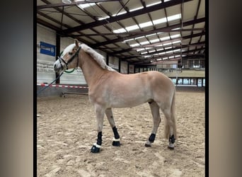 KWPN, Caballo castrado, 13 años, 155 cm, Bayo