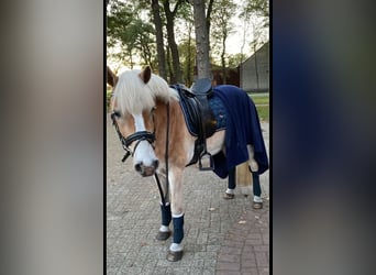 KWPN, Caballo castrado, 13 años, 155 cm, Bayo