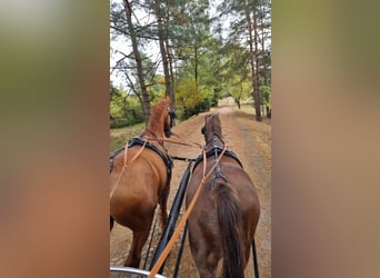 KWPN, Caballo castrado, 13 años, 165 cm, Alazán