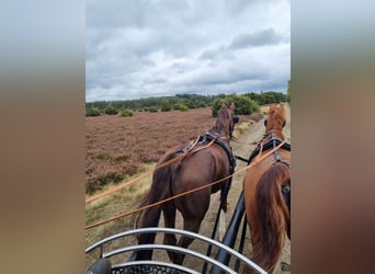 KWPN, Caballo castrado, 13 años, 165 cm, Alazán