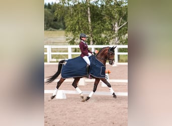 KWPN, Caballo castrado, 13 años, 165 cm