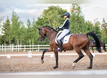 KWPN, Caballo castrado, 13 años, 165 cm