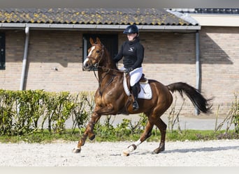 KWPN, Caballo castrado, 13 años, 165 cm