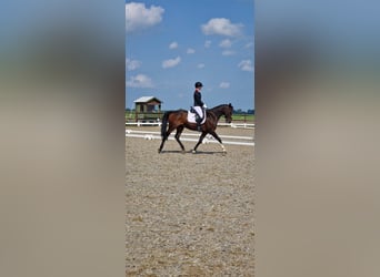 KWPN, Caballo castrado, 13 años, 165 cm, Castaño