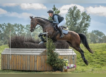 KWPN, Caballo castrado, 13 años, 165 cm, Castaño