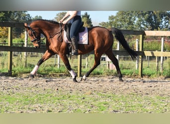 KWPN, Caballo castrado, 13 años, 165 cm, Castaño rojizo