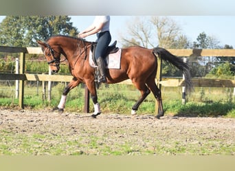 KWPN, Caballo castrado, 13 años, 165 cm, Castaño rojizo