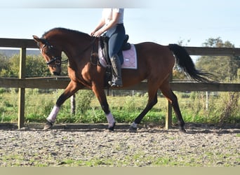 KWPN, Caballo castrado, 13 años, 165 cm, Castaño rojizo