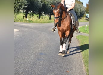 KWPN, Caballo castrado, 13 años, 165 cm, Castaño rojizo