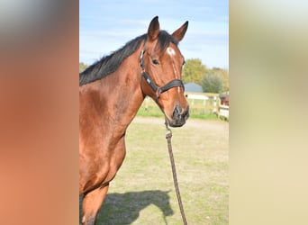 KWPN, Caballo castrado, 13 años, 165 cm, Castaño rojizo