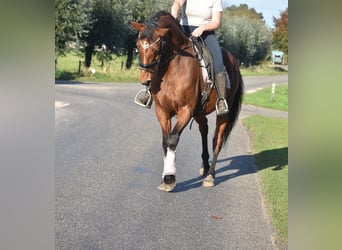 KWPN, Caballo castrado, 13 años, 165 cm, Castaño rojizo