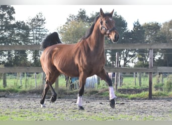 KWPN, Caballo castrado, 13 años, 165 cm, Castaño rojizo