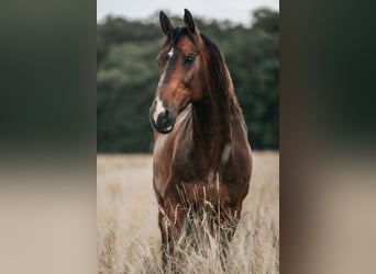 KWPN, Caballo castrado, 13 años, 166 cm, Castaño oscuro