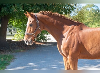 KWPN, Caballo castrado, 13 años, 167 cm, Alazán