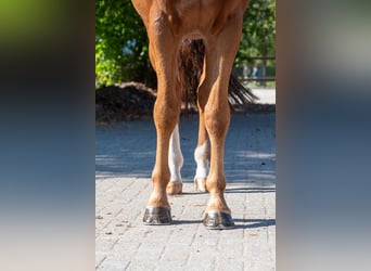 KWPN, Caballo castrado, 13 años, 167 cm, Alazán