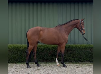 KWPN, Caballo castrado, 13 años, 167 cm, Castaño