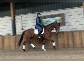 KWPN, Caballo castrado, 13 años, 167 cm, Castaño