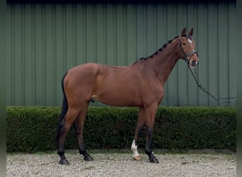 KWPN, Caballo castrado, 13 años, 167 cm, Castaño