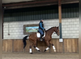 KWPN, Caballo castrado, 13 años, 167 cm, Castaño