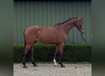 KWPN, Caballo castrado, 13 años, 167 cm, Castaño