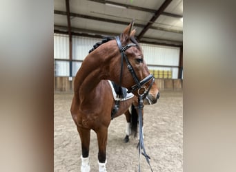 KWPN, Caballo castrado, 13 años, 167 cm, Castaño