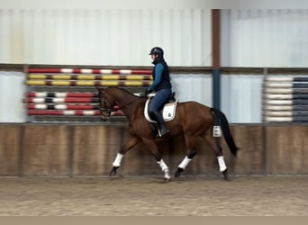 KWPN, Caballo castrado, 13 años, 167 cm, Castaño