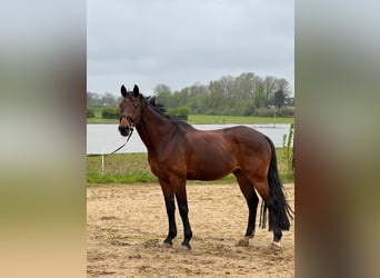 KWPN, Caballo castrado, 13 años, 167 cm, Castaño oscuro