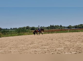 KWPN, Caballo castrado, 13 años, 167 cm, Castaño oscuro