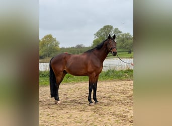 KWPN, Caballo castrado, 13 años, 167 cm, Castaño oscuro