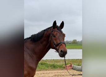 KWPN, Caballo castrado, 13 años, 167 cm, Castaño oscuro