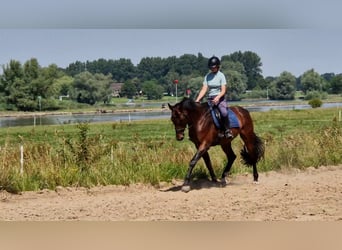 KWPN, Caballo castrado, 13 años, 167 cm, Castaño oscuro