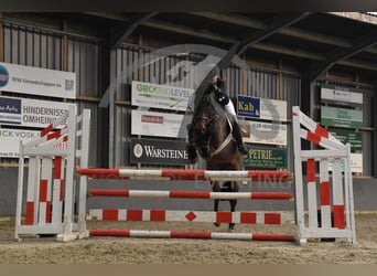 KWPN, Caballo castrado, 13 años, 167 cm, Castaño oscuro