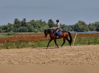 KWPN, Caballo castrado, 13 años, 167 cm, Castaño oscuro