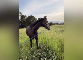 KWPN, Caballo castrado, 13 años, 169 cm, Negro