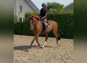 KWPN, Caballo castrado, 13 años, 170 cm, Alazán
