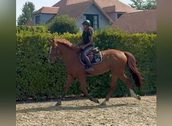 KWPN, Caballo castrado, 13 años, 170 cm, Alazán